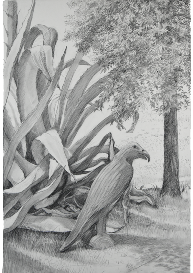 Agave III